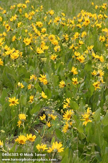 Wyethia amplexicaulis