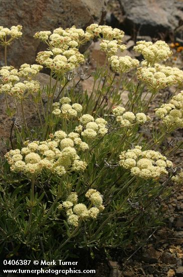 Eriogonum heracleoides