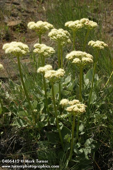 Eriogonum compositum