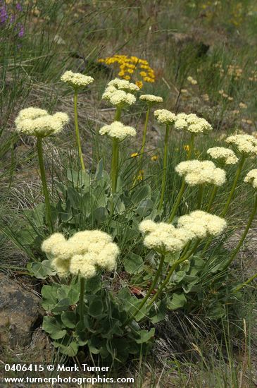 Eriogonum compositum