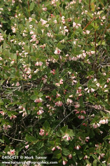 Symphoricarpos oreophilus