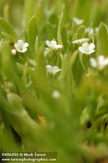 Plagiobothrys scouleri