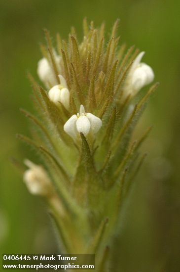 Castilleja tenuis (Orthocarpus hispidus)