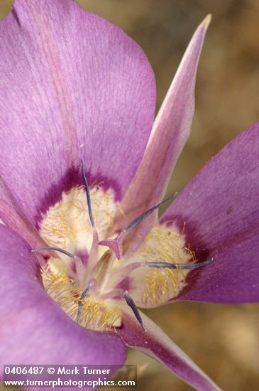 Calochortus macrocarpus