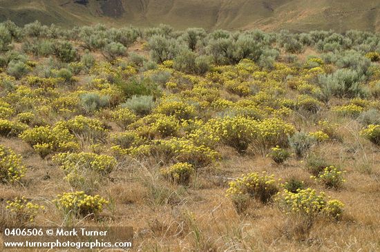 Eriogonum sphaerocephalum