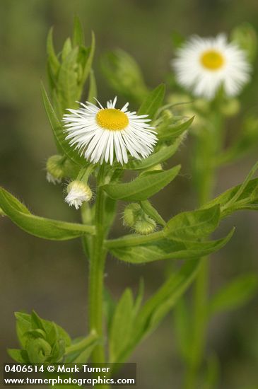 Erigeron philadelphicus