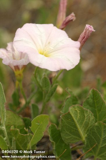 Convolvulus arvensis