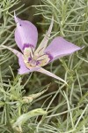 Sagebrush Mariposa Lily blossom among Grey Rabbitbrush foliage