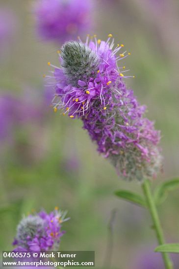 Dalea ornata (Petalostemon ornatum)