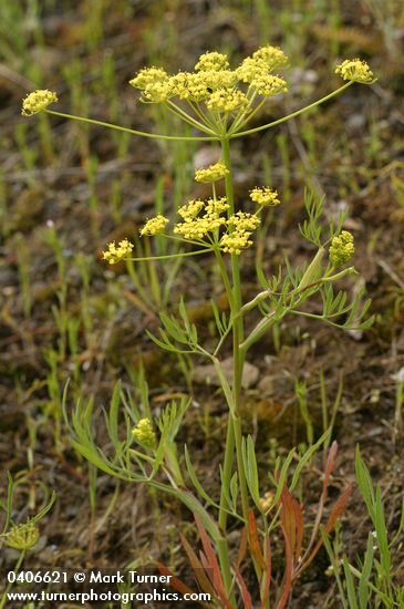 Lomatium ambiguum