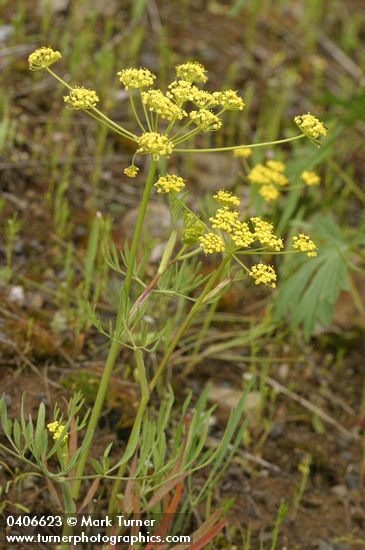 Lomatium ambiguum