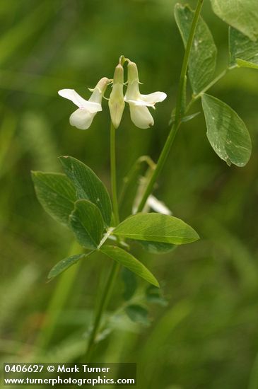 Lathyrus nevadensis ssp. cusickii