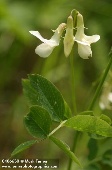 Lathyrus nevadensis ssp. cusickii