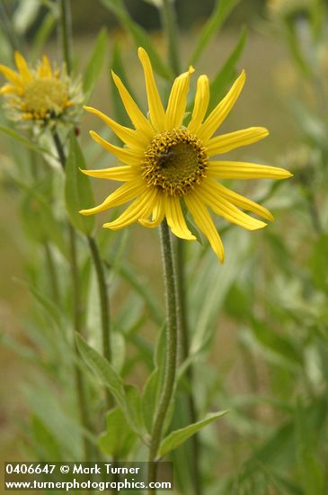 Helianthella uniflora