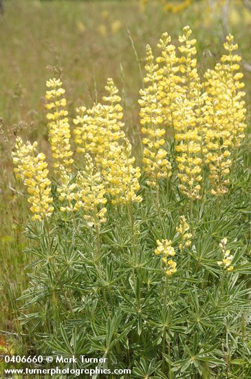 Lupinus sulphureus