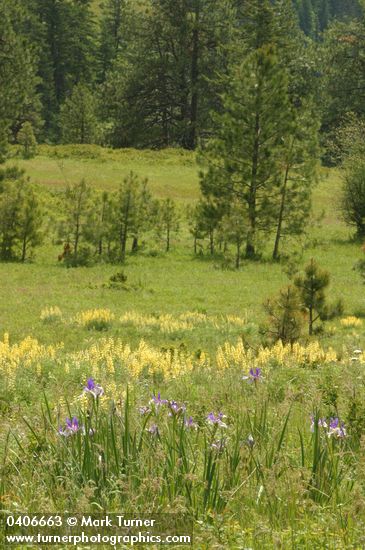 Iris missouriensis; Lupinus sulphureus; Pinus ponderosa