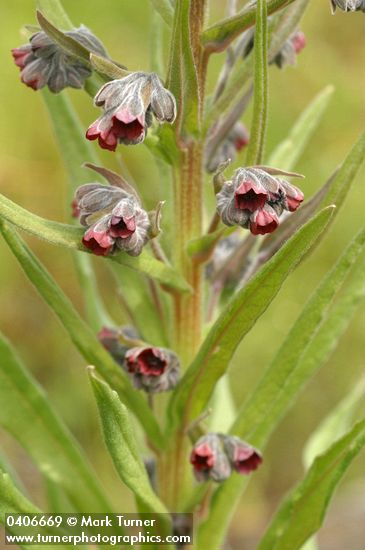 Cynoglossum officinale