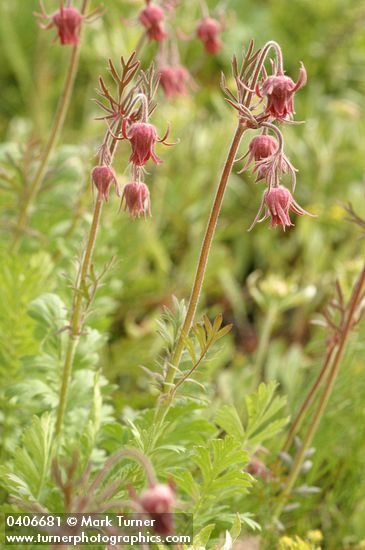 Geum triflorum