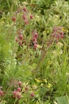 Prairie Smoke