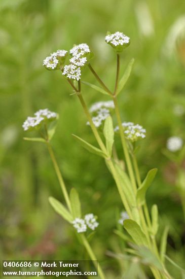 Valerianella locusta