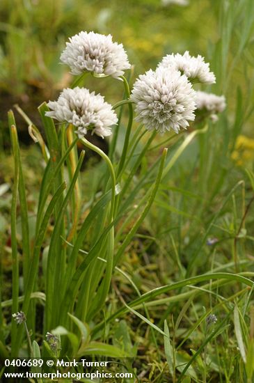 Allium madidum