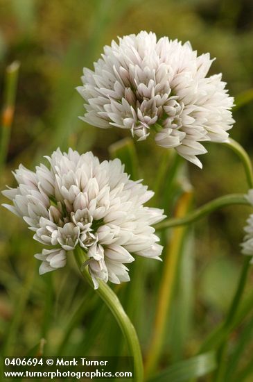 Allium madidum