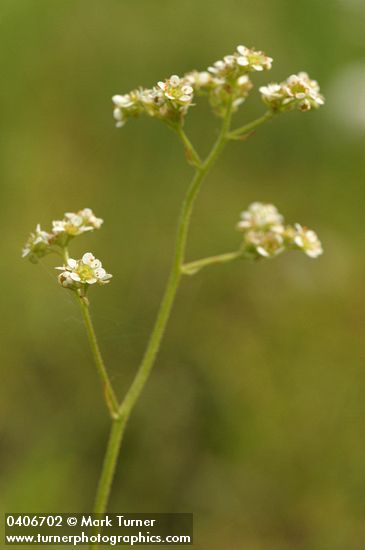 Saxifraga oregana