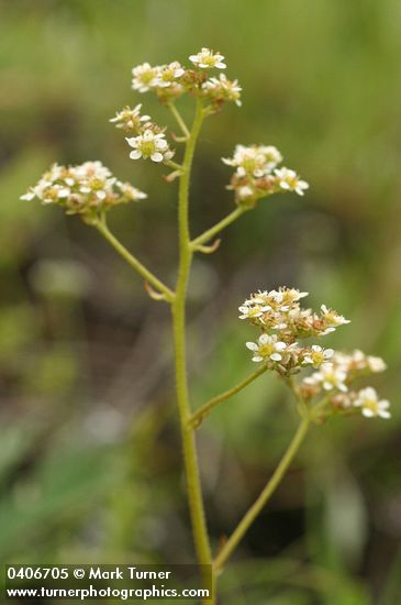 Saxifraga oregana