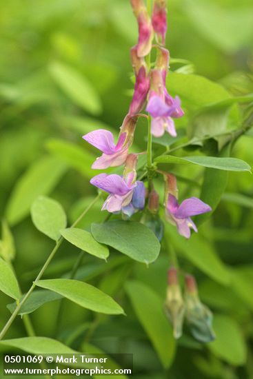 Lathyrus polyphyllus