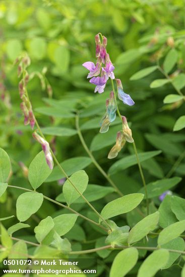 Lathyrus polyphyllus