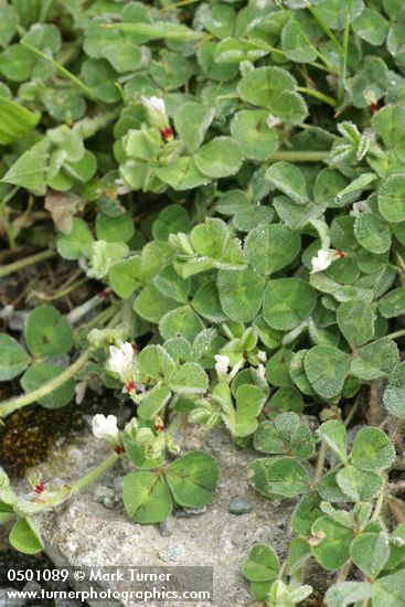 Trifolium subterraneum