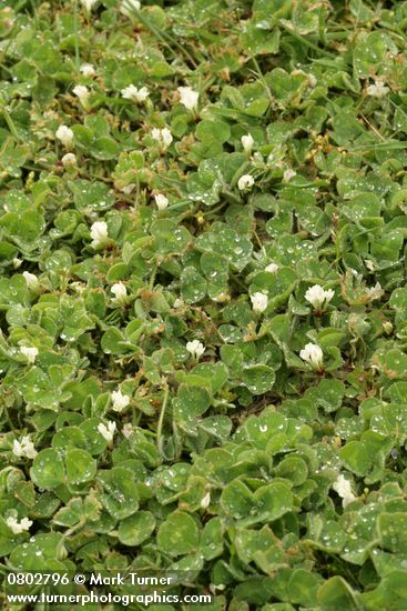 Trifolium subterraneum