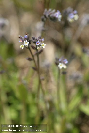 Myosotis discolor