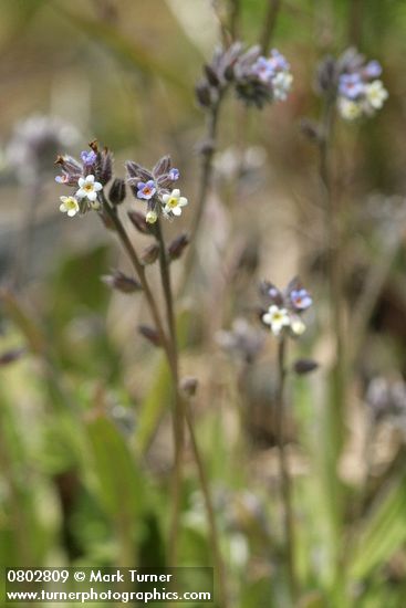 Myosotis discolor