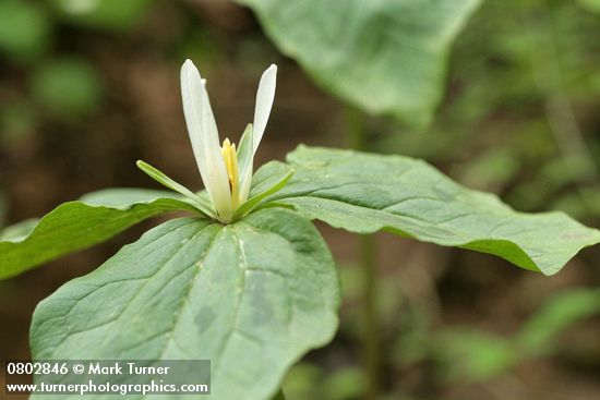 Trillium parviflorum