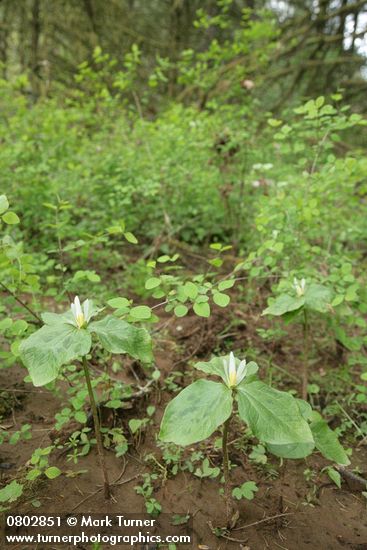 Trillium parviflorum