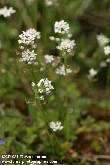 Teesdalia nudicaulis