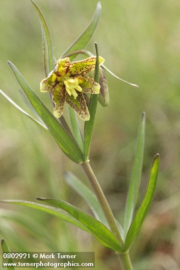 Fritillaria affinis