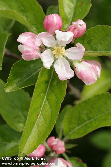 Malus pumila