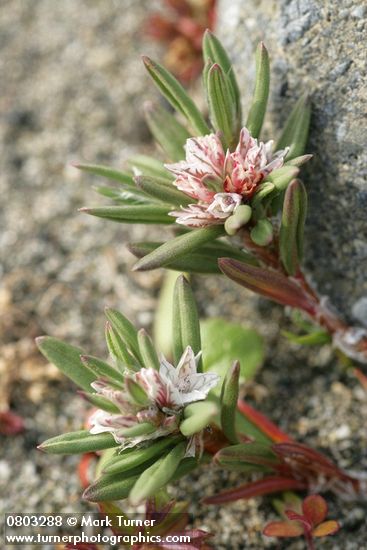 Polygonum paronychia