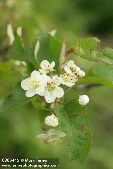 Malus fusca