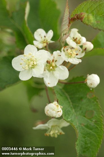 Malus fusca