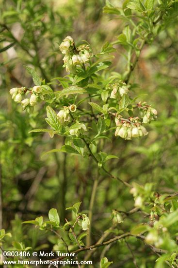 Vaccinium myrtilloides