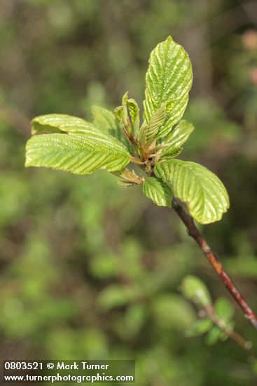 Frangula purshiana (Rhamnus purshiana)