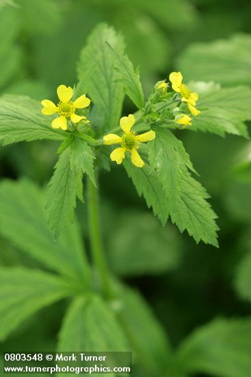 Geum macrophyllum