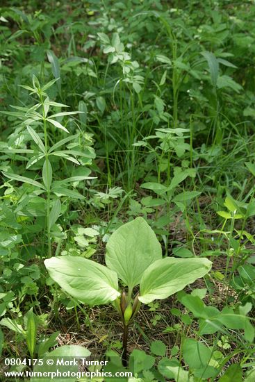 Trillium petiolatum