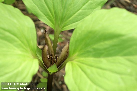 Trillium petiolatum