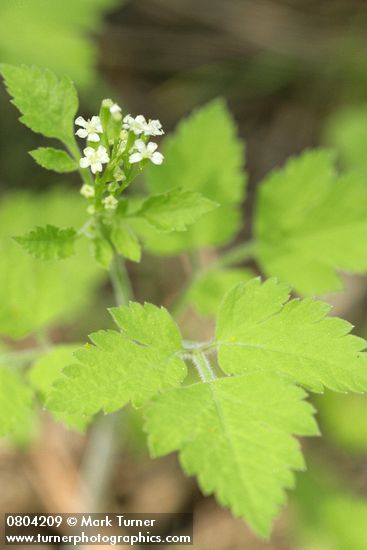 Osmorhiza berteroi (O. chilensis)