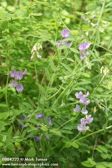 Vicia americana