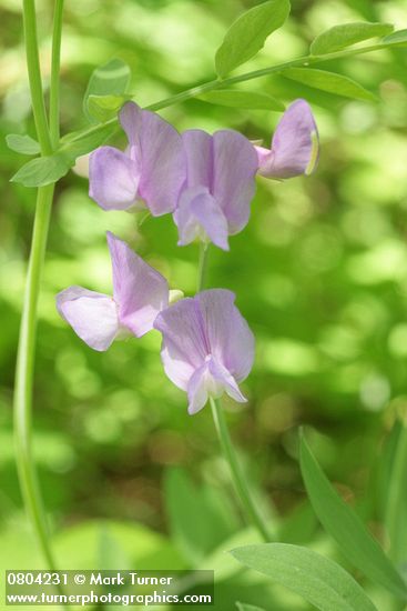 Vicia americana